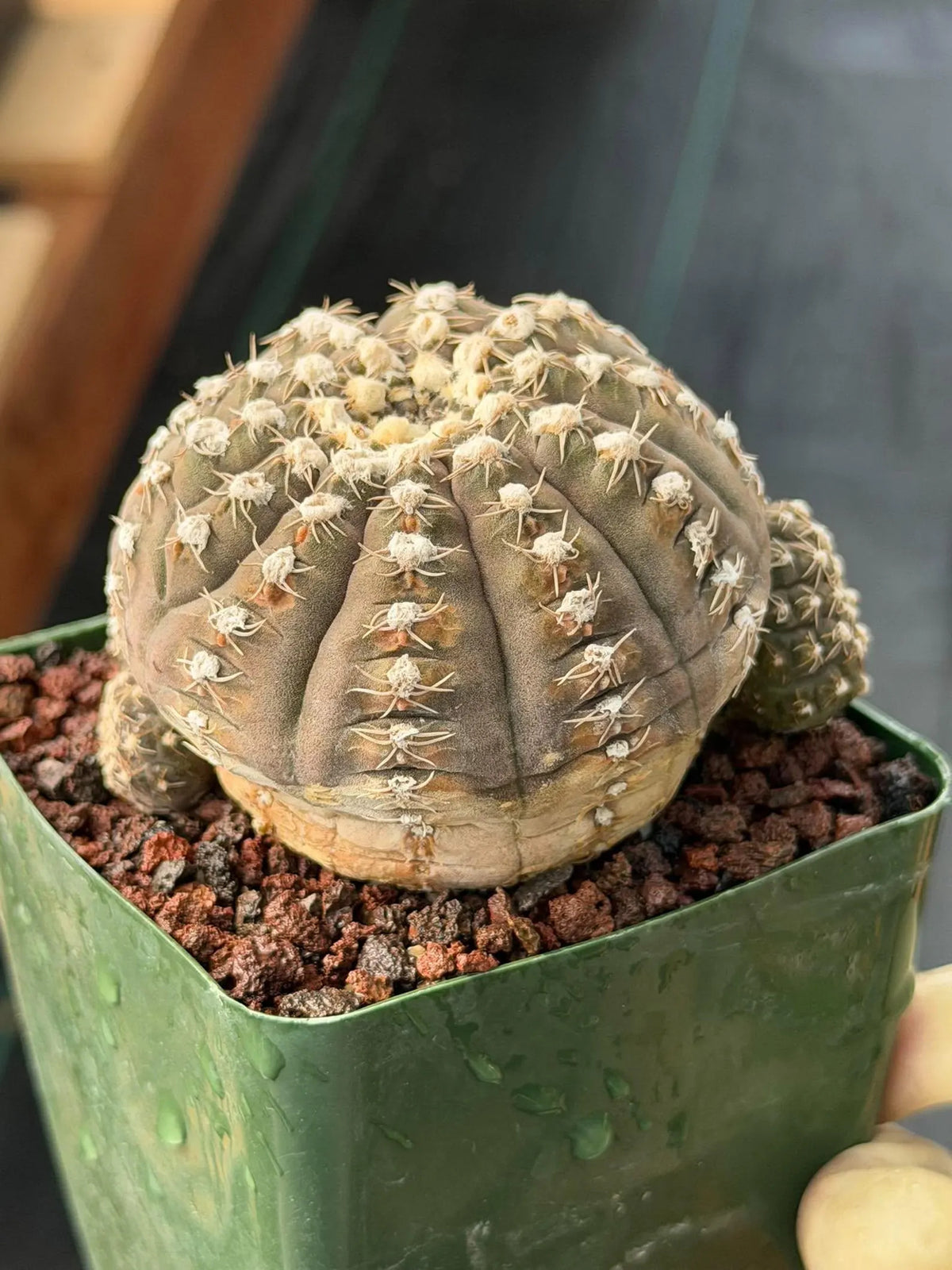 3.5” Gymnocalycium Ragonesei Cluster #502 | Squid Form | Live Cactus | Live Plant