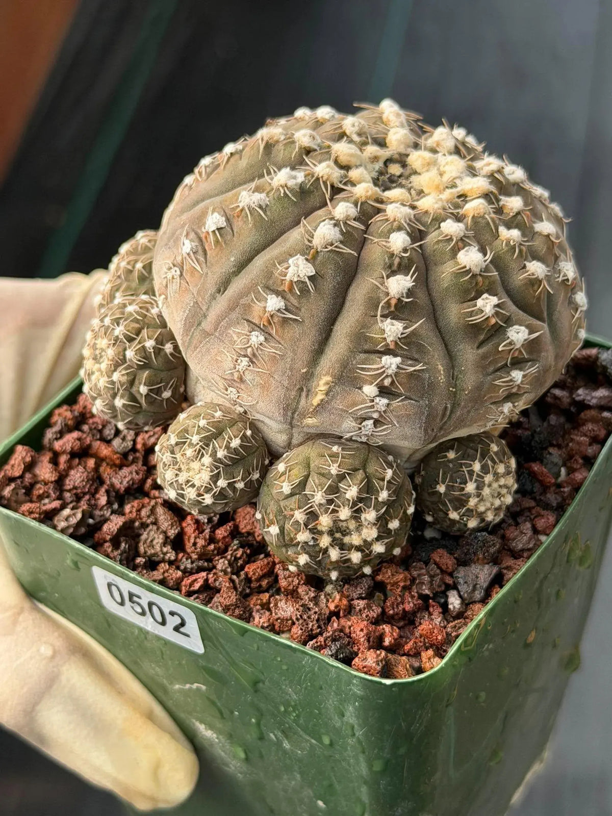 3.5” Gymnocalycium Ragonesei Cluster #502 | Squid Form | Live Cactus | Live Plant