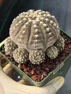 3.5” Gymnocalycium Ragonesei Cluster #502 | Squid Form | Live Cactus | Live Plant