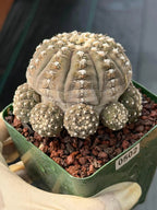 3.5” Gymnocalycium Ragonesei Cluster #502 | Squid Form | Live Cactus | Live Plant