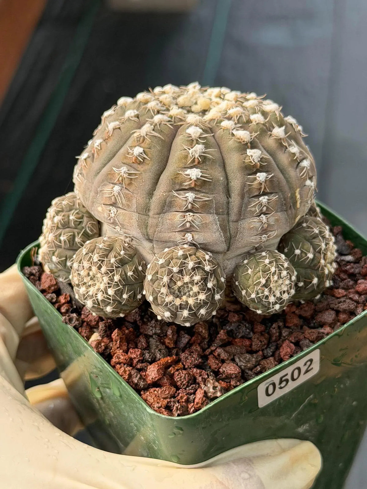 3.5” Gymnocalycium Ragonesei Cluster #502 | Squid Form | Live Cactus | Live Plant