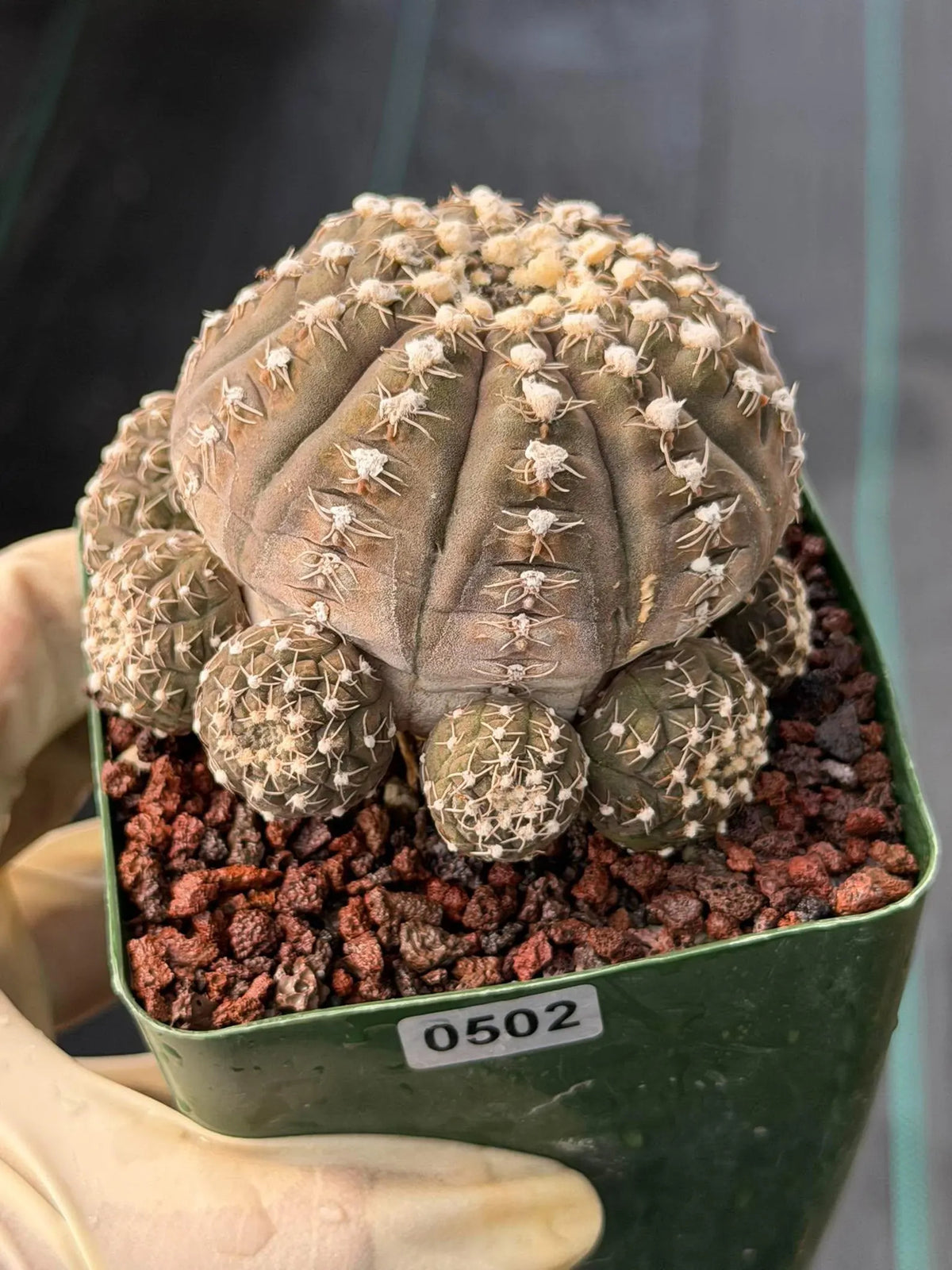 3.5” Gymnocalycium Ragonesei Cluster #502 | Squid Form | Live Cactus | Live Plant