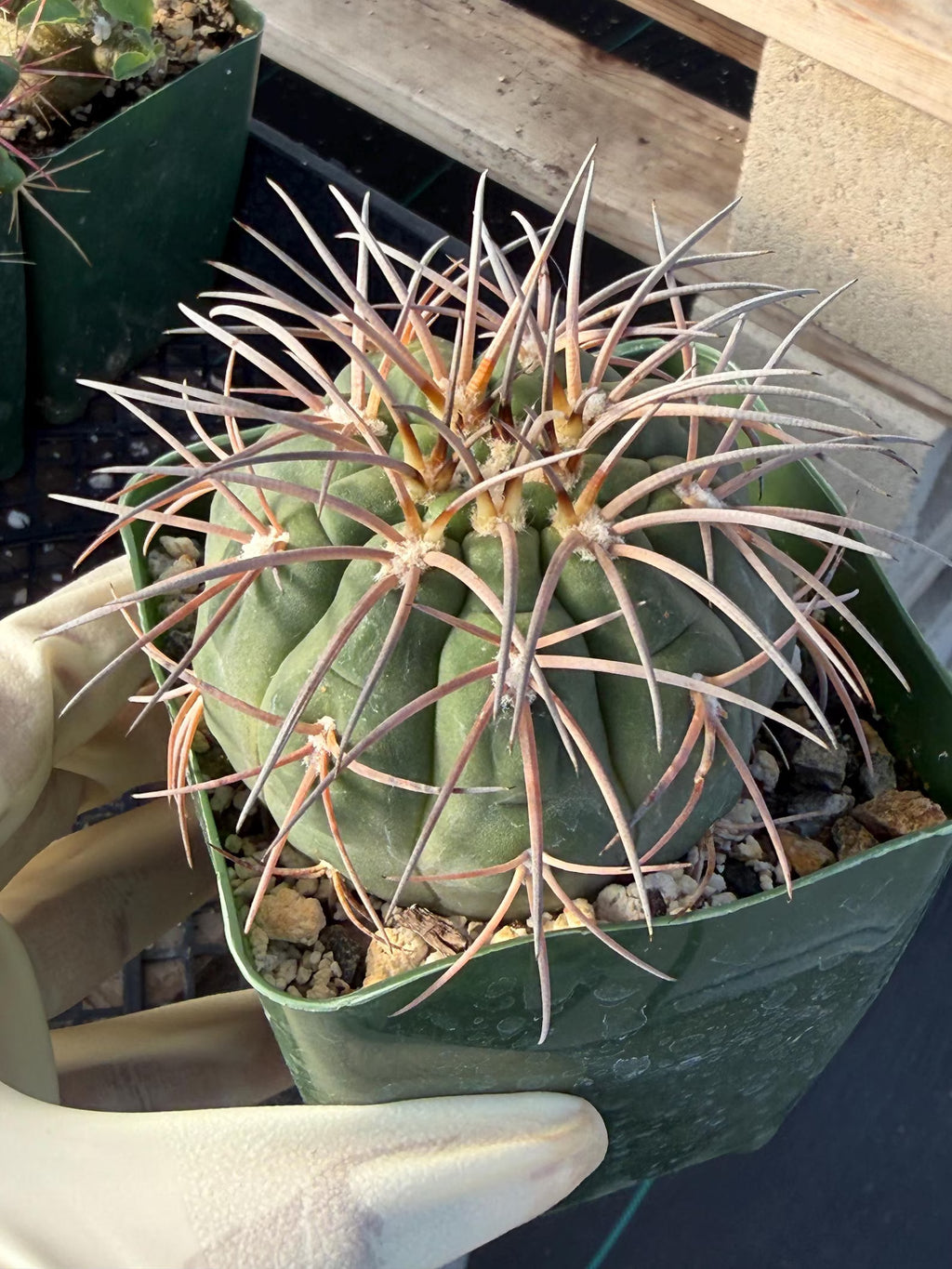 3.5” Gymnocalycium Spegazzinii | Nice Spine Gymnocalicoum Cactus , Easy care Cactus, for Plant Lover Gift