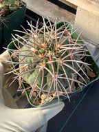 3.5” Gymnocalycium Spegazzinii | Nice Spine Gymnocalicoum Cactus , Easy care Cactus, for Plant Lover Gift