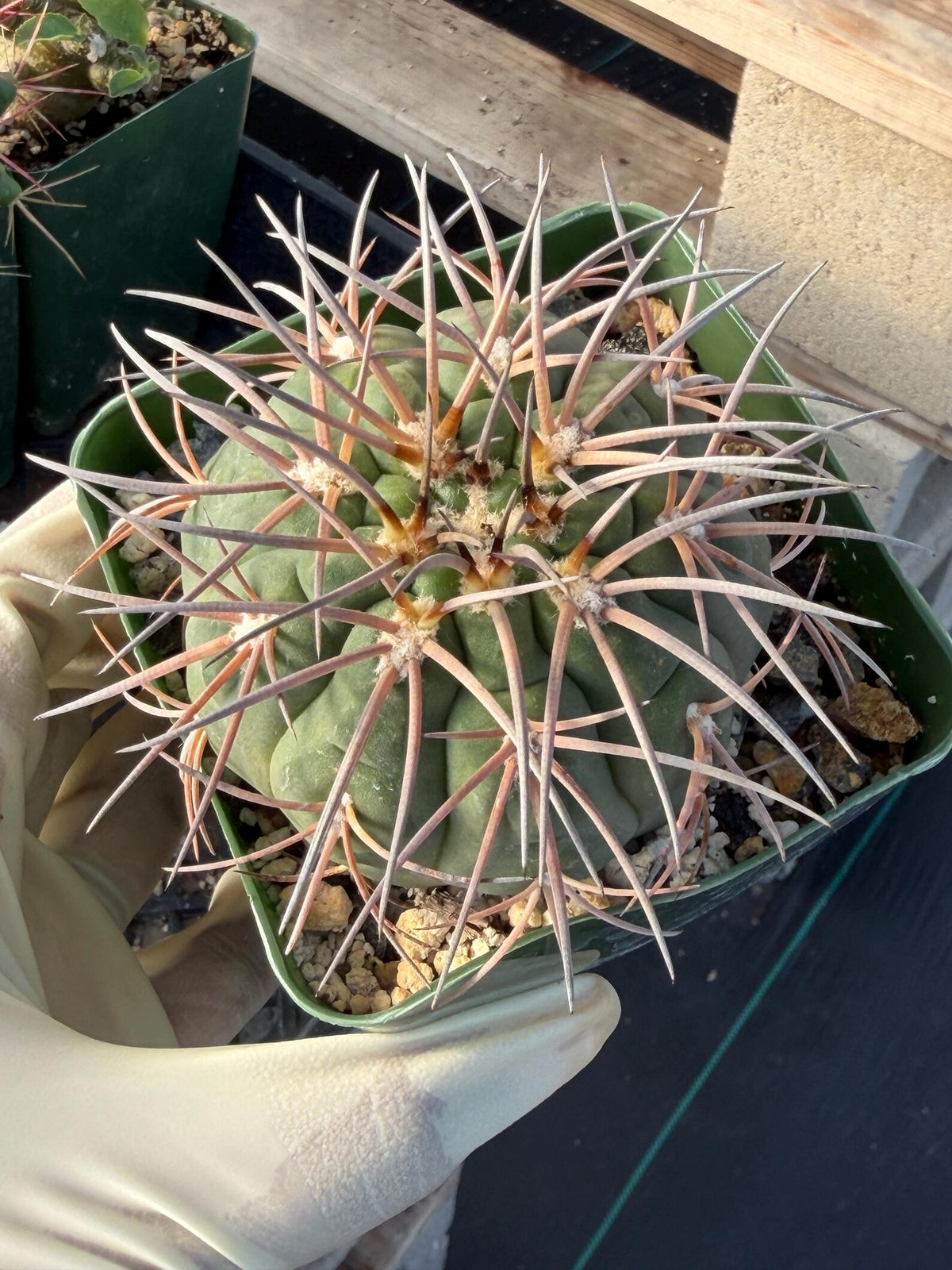 3.5” Gymnocalycium Spegazzinii | Nice Spine Gymnocalicoum Cactus , Easy care Cactus, for Plant Lover Gift