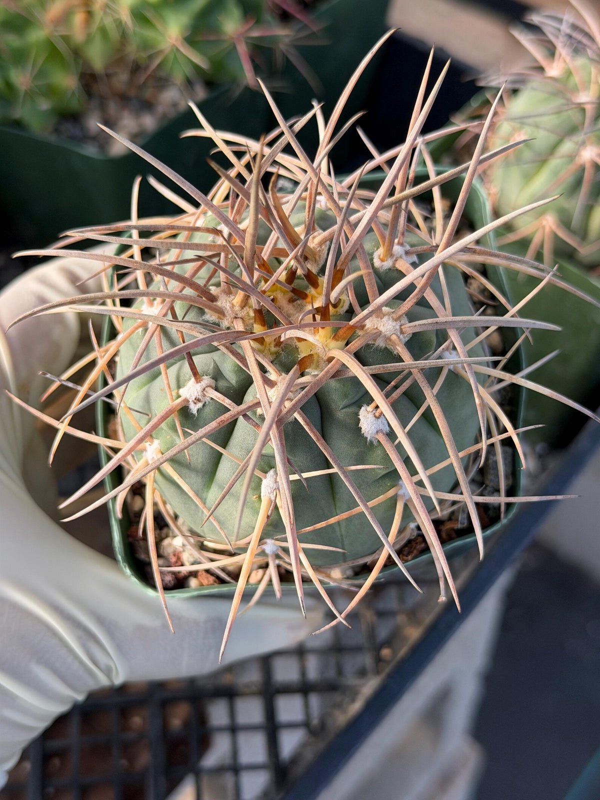 3.5” Gymnocalycium Spegazzinii | Nice Spine Gymnocalicoum Cactus , Easy care Cactus, for Plant Lover Gift