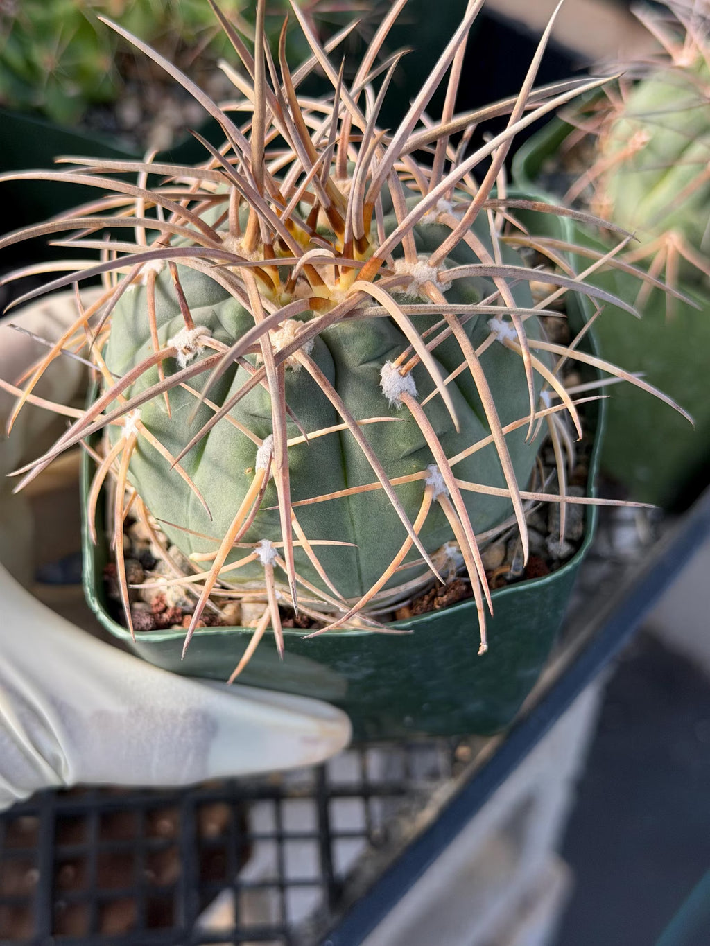 3.5” Gymnocalycium Spegazzinii | Nice Spine Gymnocalicoum Cactus , Easy care Cactus, for Plant Lover Gift