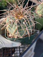 3.5” Gymnocalycium Spegazzinii | Nice Spine Gymnocalicoum Cactus , Easy care Cactus, for Plant Lover Gift