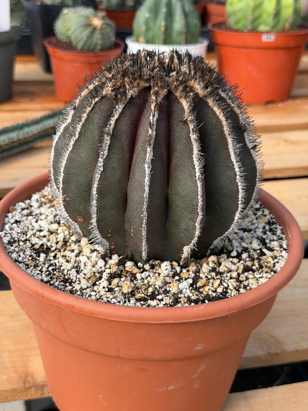 Rare Uebelmannia Pectinifera Cactus – Collector-Grade Brazilian Specimen, 6" Tall