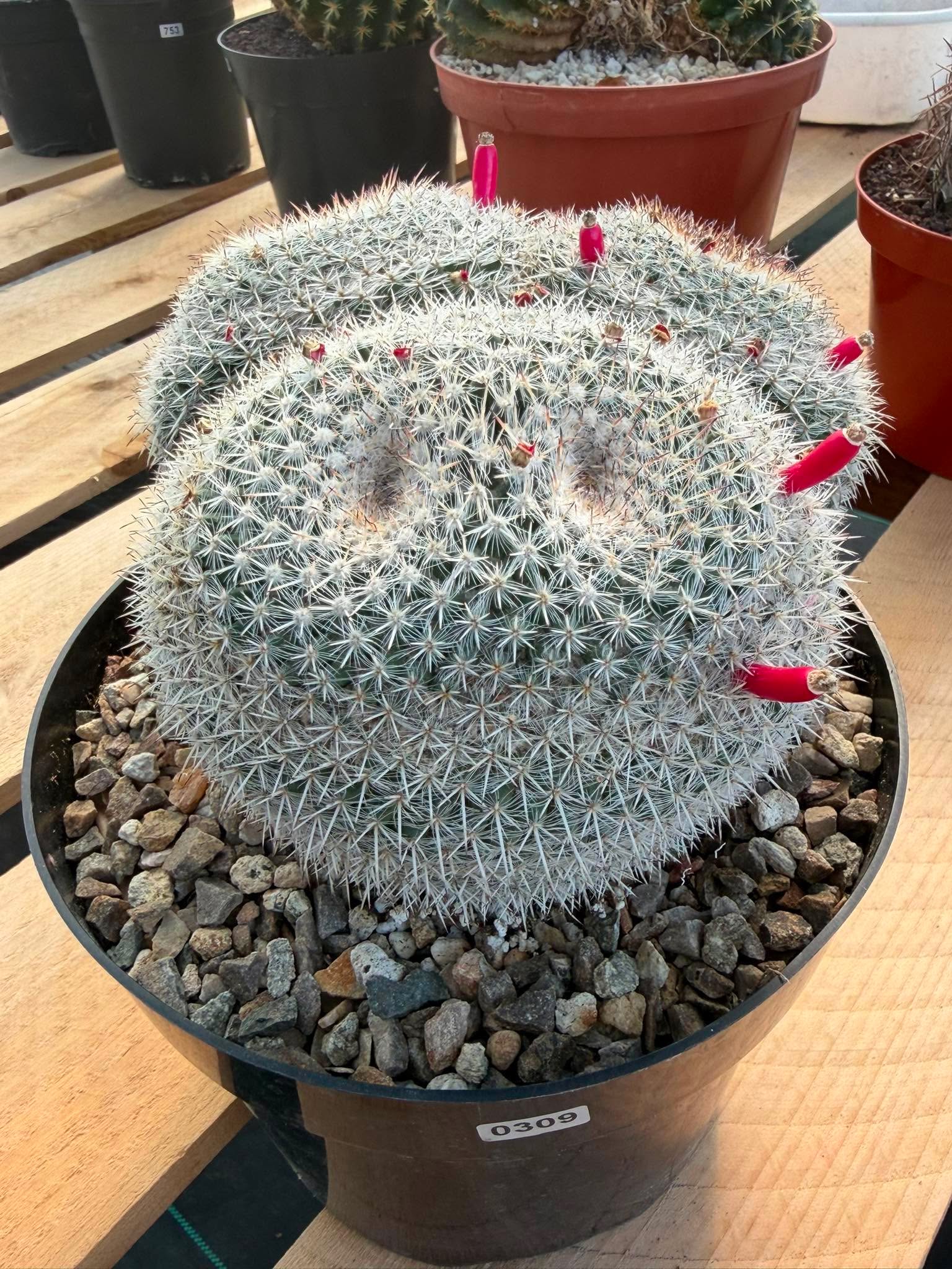 Mammillaria Owl Eyes #309
