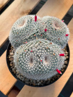 Mammillaria Owl Eyes #309