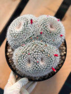 Mammillaria Owl Eyes #309