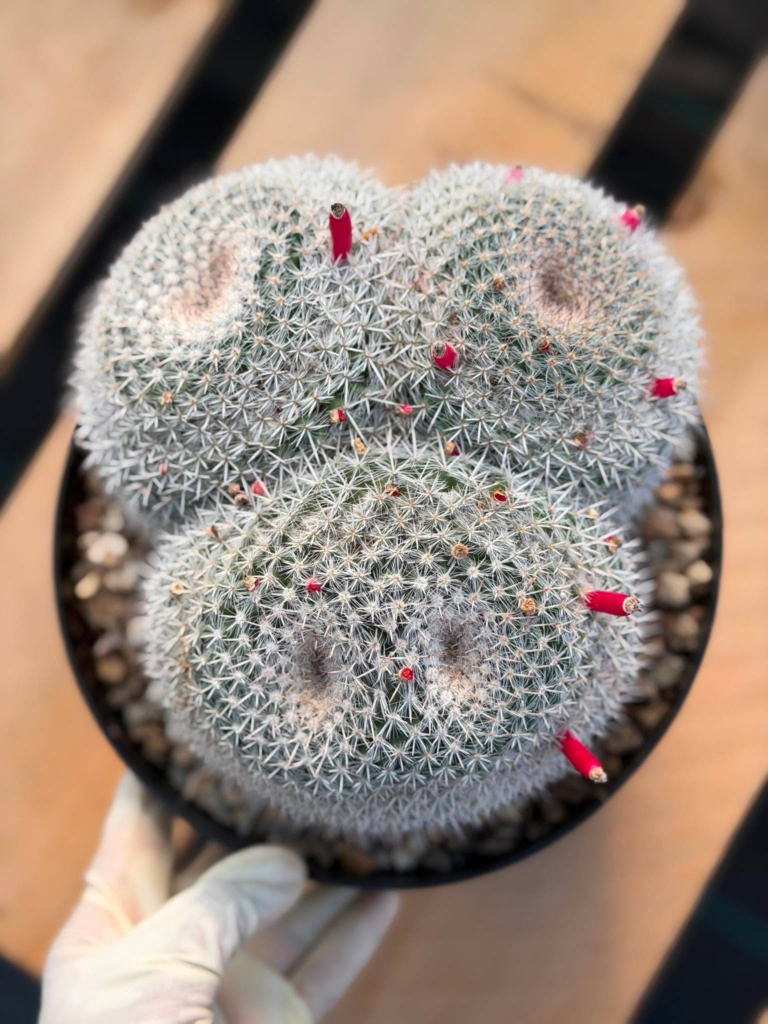 Mammillaria Owl Eyes #309