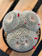 Mammillaria Owl Eyes #309