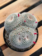 Mammillaria Owl Eyes #309