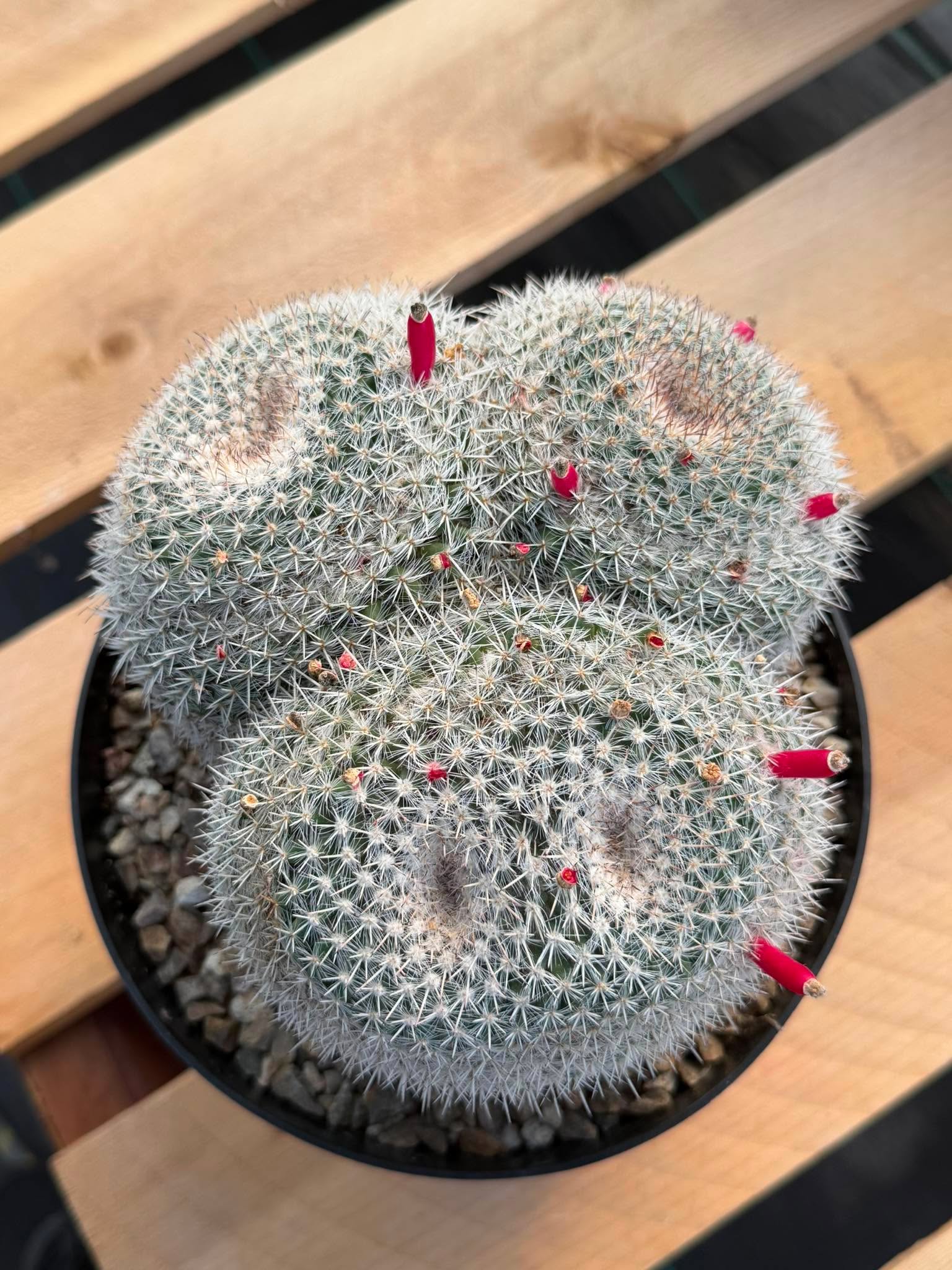 Mammillaria Owl Eyes #309