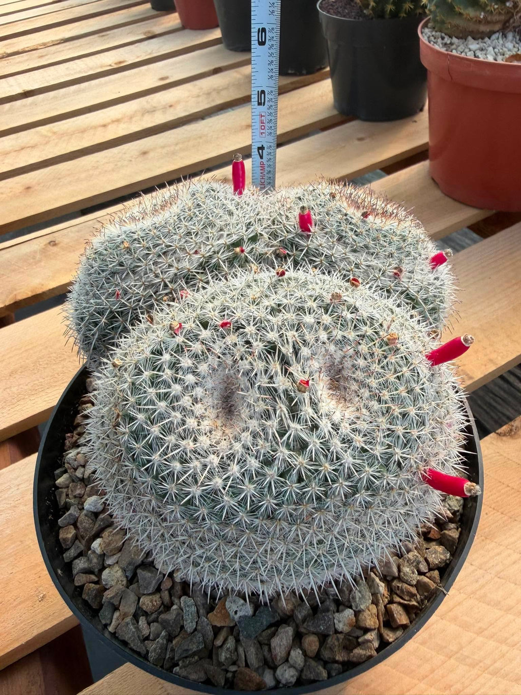 Mammillaria Owl Eyes #309