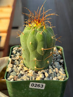 Matucana Tall Form Cactus #263 — Rare Collector Specimen