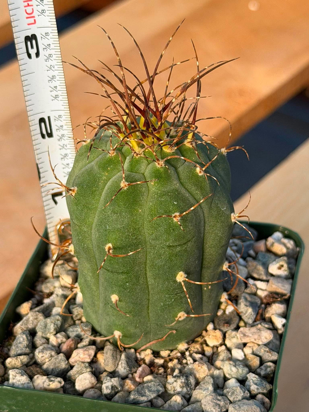 Matucana Tall Form Cactus #263 — Rare Collector Specimen
