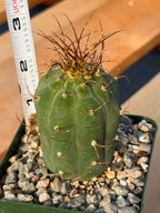 Matucana Tall Form Cactus #263 — Rare Collector Specimen