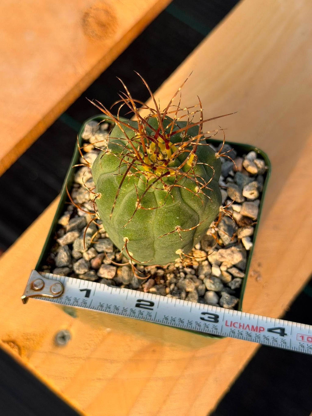 Matucana Tall Form Cactus #263 — Rare Collector Specimen