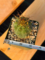 Matucana Tall Form Cactus #263 — Rare Collector Specimen