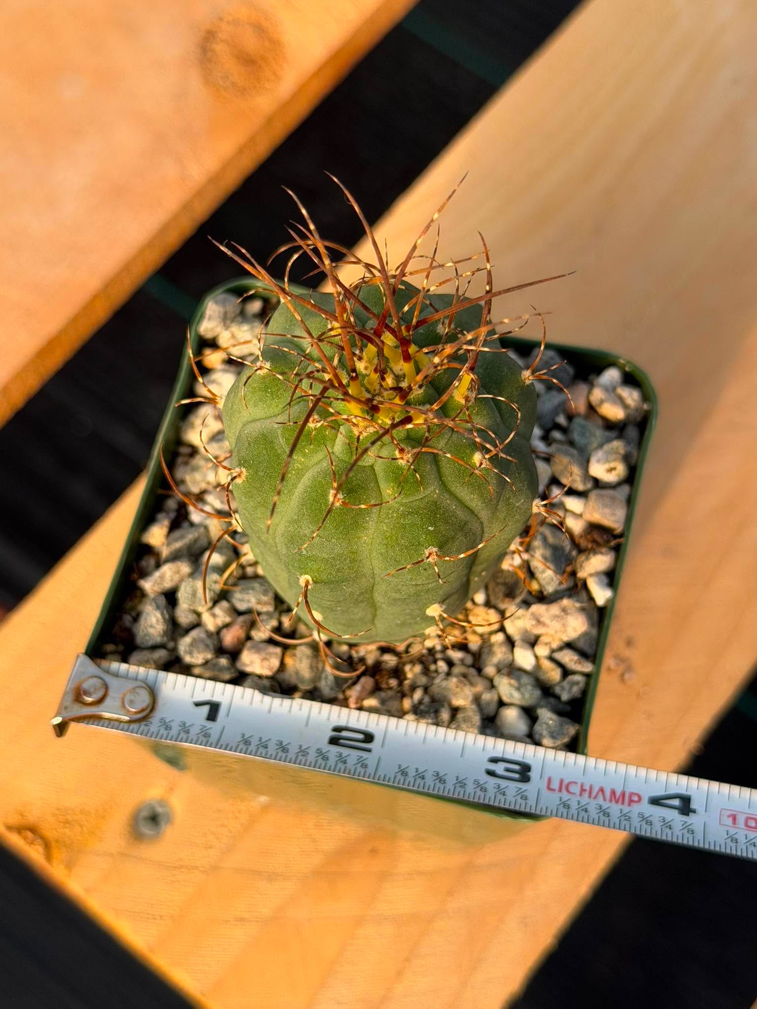 Matucana Tall Form Cactus #263 — Rare Collector Specimen