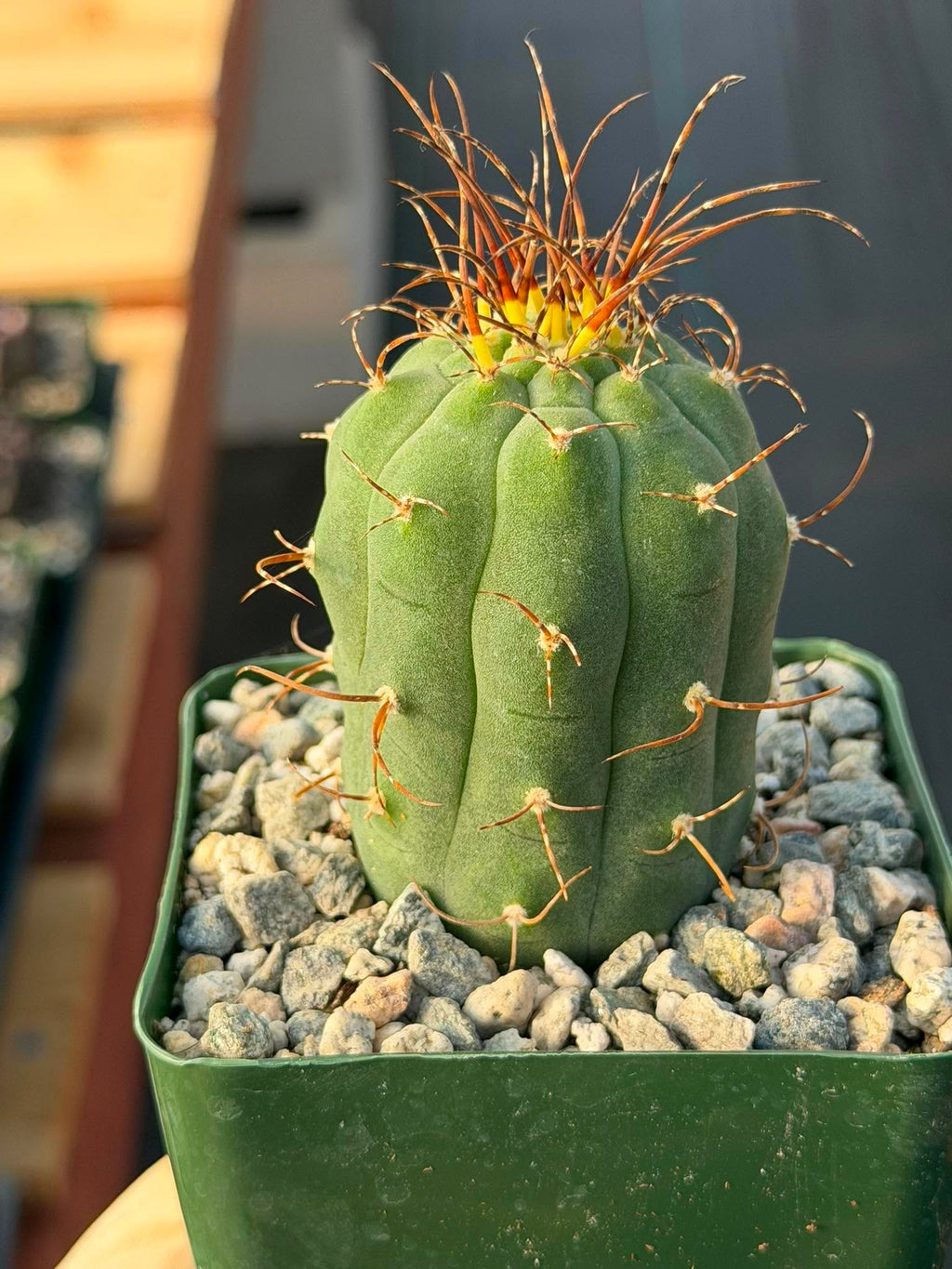 Matucana Tall Form Cactus #263 — Rare Collector Specimen