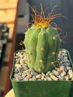 Matucana Tall Form Cactus #263 — Rare Collector Specimen