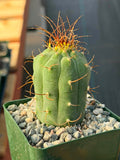 Matucana Tall Form Cactus #263 — Rare Collector Specimen