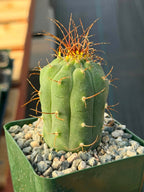 Matucana Tall Form Cactus #263 — Rare Collector Specimen