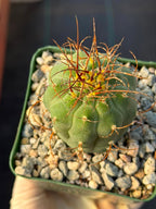 Matucana Tall Form Cactus #263 — Rare Collector Specimen