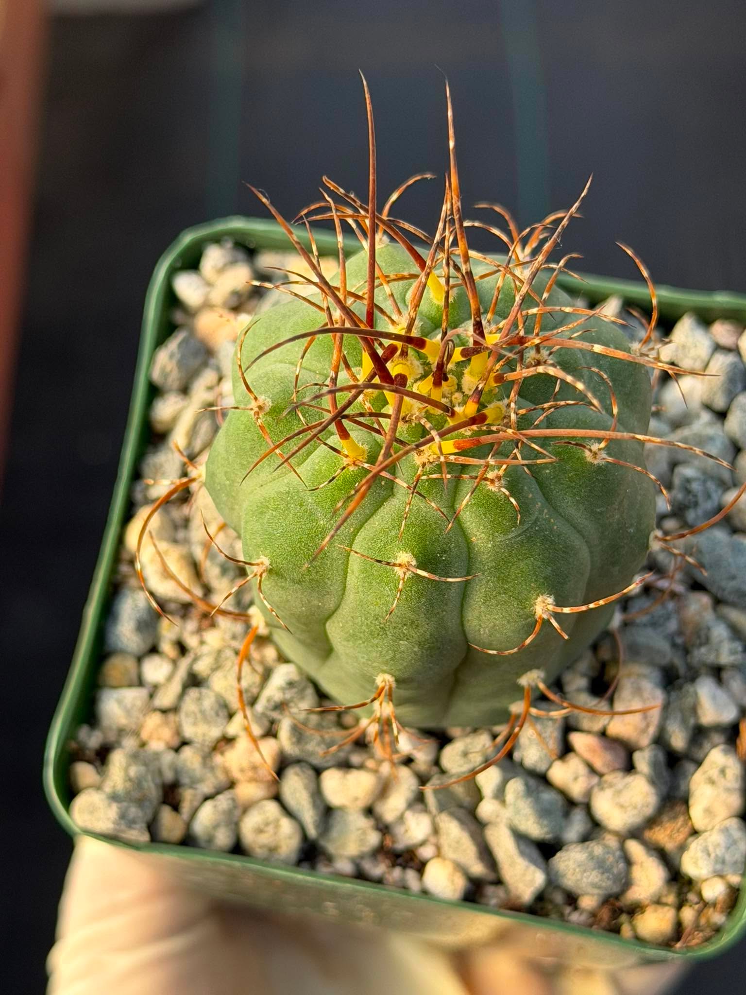 Matucana Tall Form Cactus #263 — Rare Collector Specimen