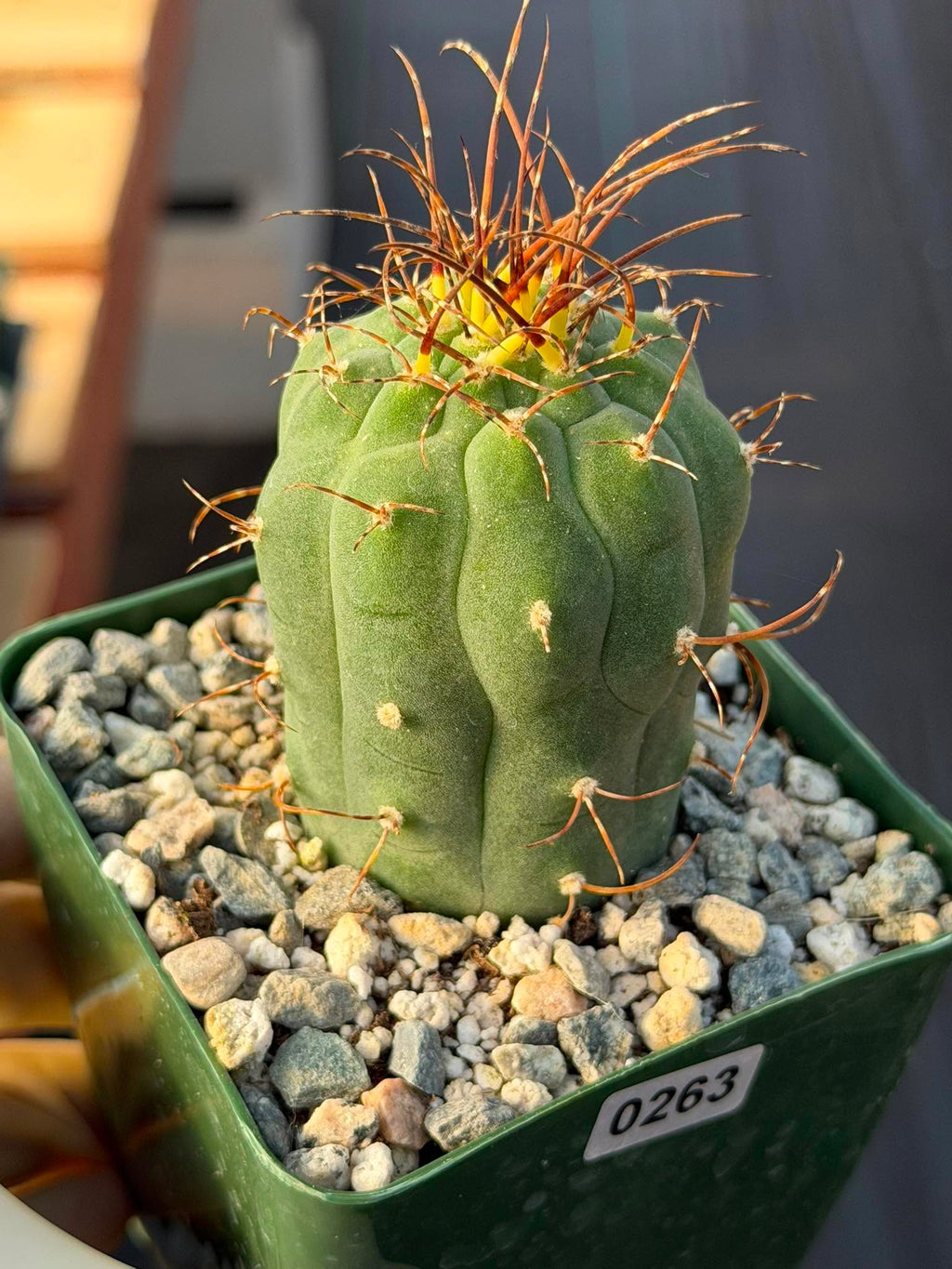 Matucana Tall Form Cactus #263 — Rare Collector Specimen