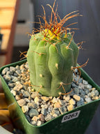 Matucana Tall Form Cactus #263 — Rare Collector Specimen