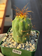 Matucana Tall Form Cactus #263 — Rare Collector Specimen