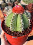 Melocactus #265 – Rare Live Cactus Succulent Plant