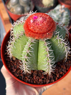 Melocactus #265 – Rare Live Cactus Succulent Plant