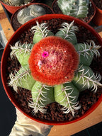 Melocactus #265 – Rare Live Cactus Succulent Plant