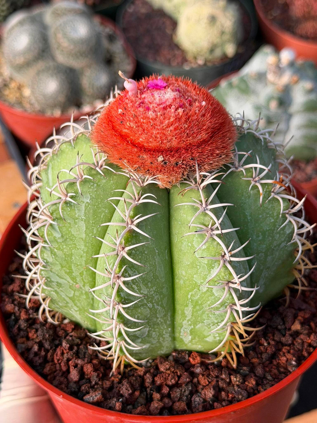 Melocactus #265 – Rare Live Cactus Succulent Plant