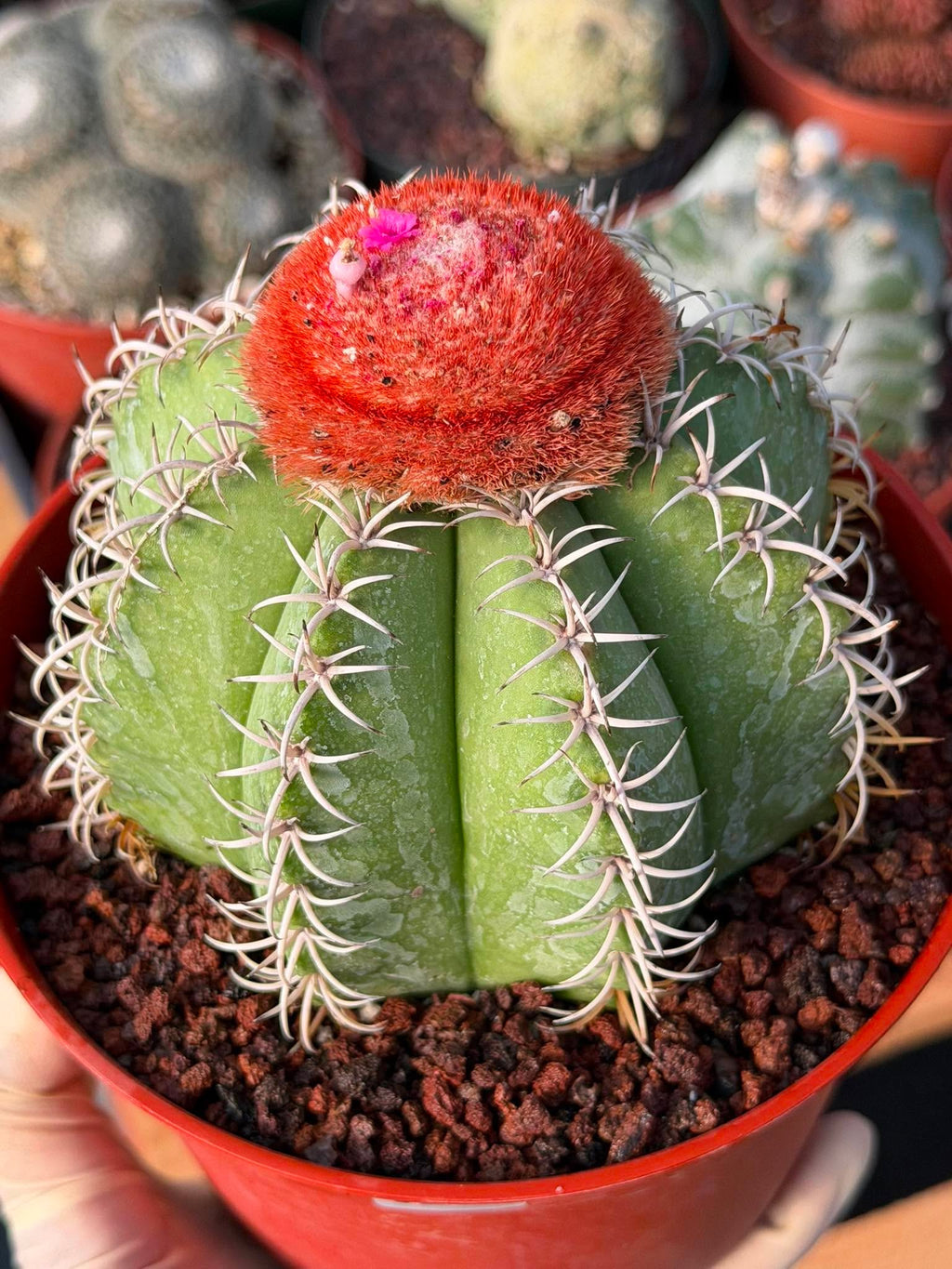 Melocactus #265 – Rare Live Cactus Succulent Plant