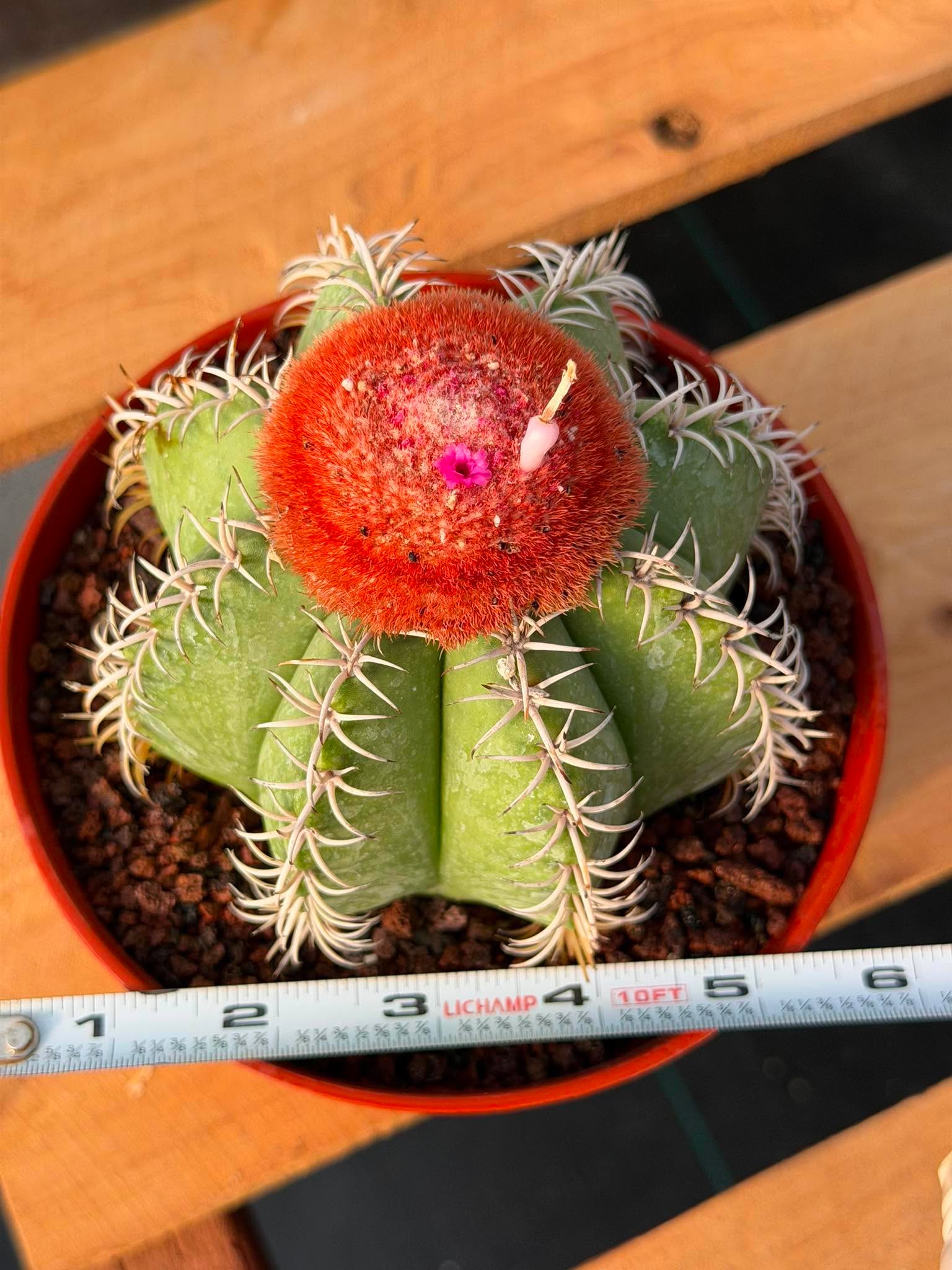 Melocactus #265 – Rare Live Cactus Succulent Plant