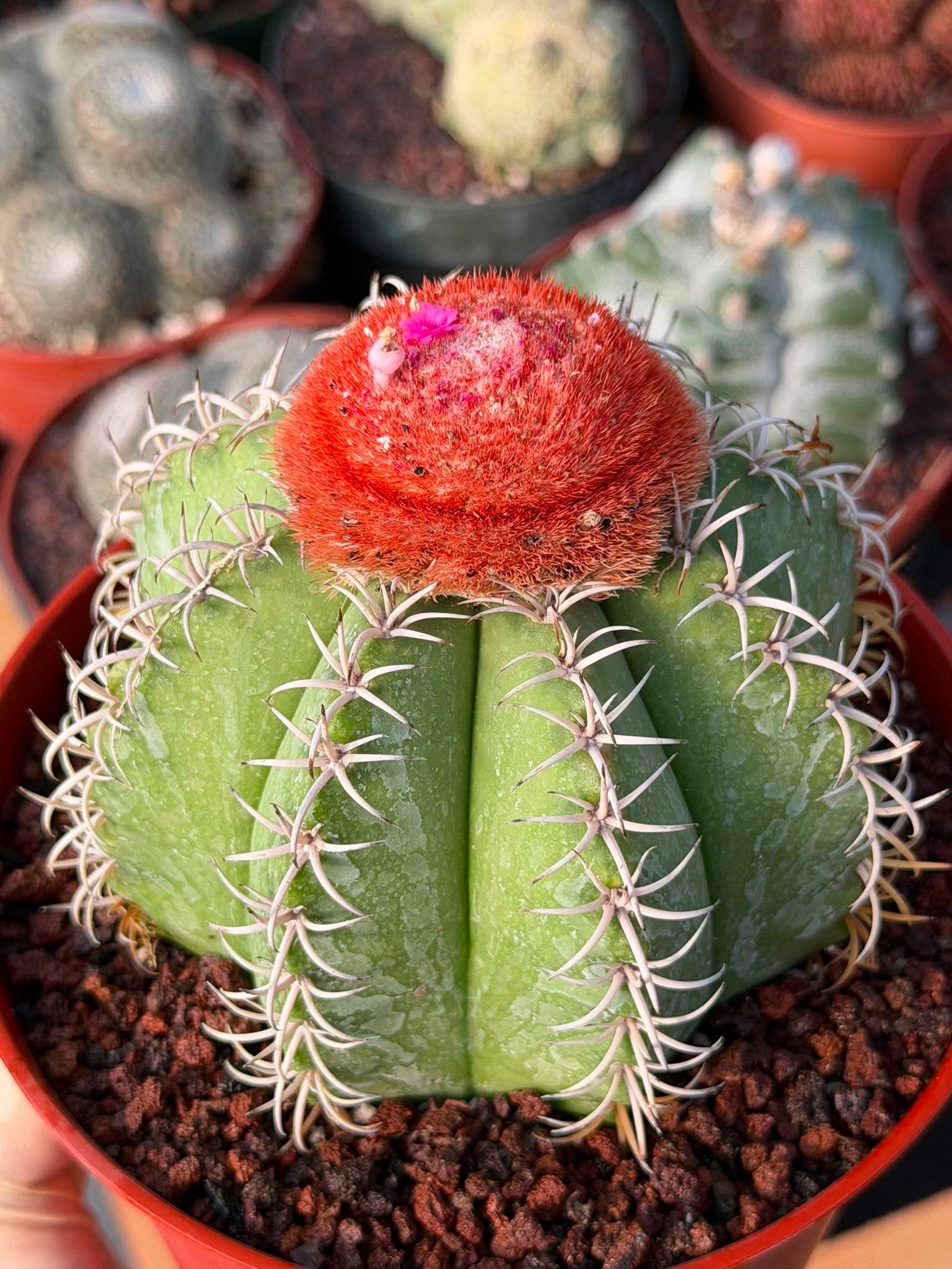 Melocactus #265 – Rare Live Cactus Succulent Plant