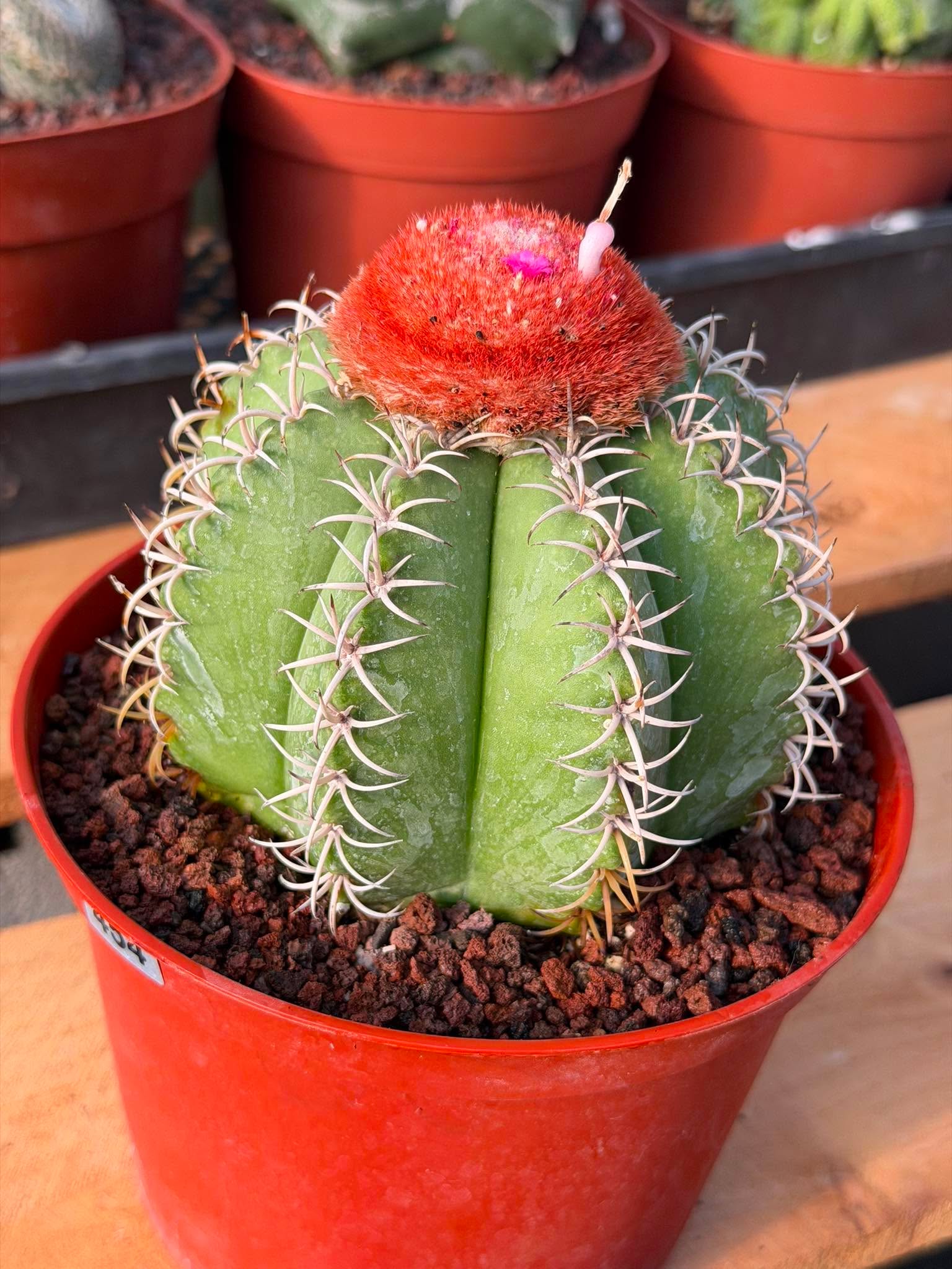 Melocactus #265 – Rare Live Cactus Succulent Plant