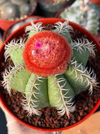 Melocactus #265 – Rare Live Cactus Succulent Plant