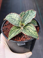 Sansevieria Cleopatra Rare Snake Plant #270 | 5in Pot Easy Care Indoor Houseplant