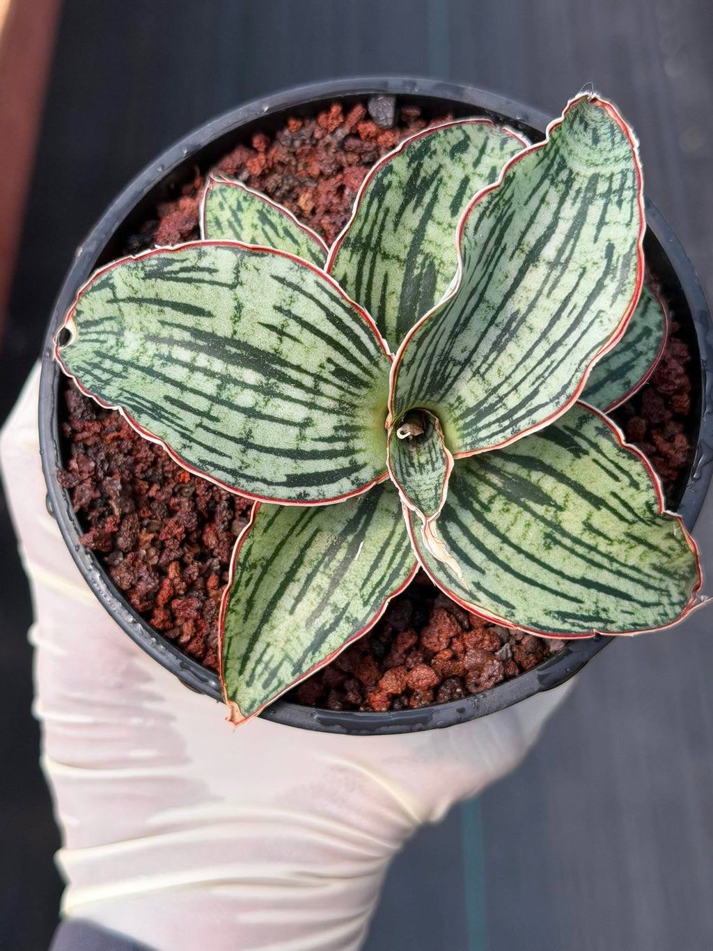 Sansevieria Cleopatra Rare Snake Plant #270 | 5in Pot Easy Care Indoor Houseplant