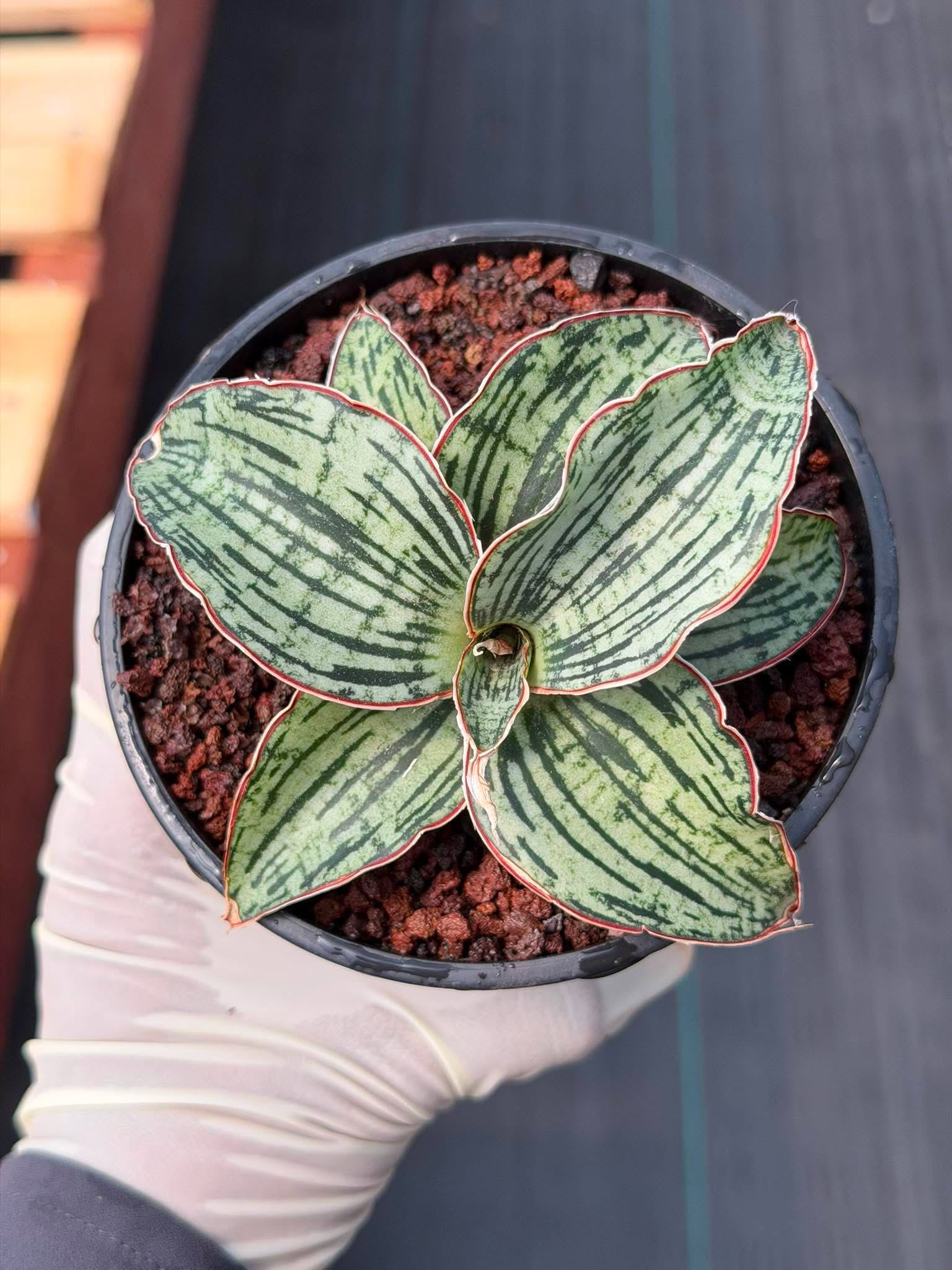 Sansevieria Cleopatra Rare Snake Plant #270 | 5in Pot Easy Care Indoor Houseplant