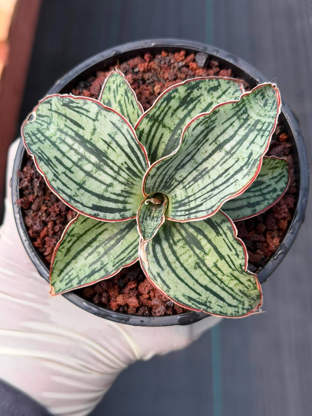 Sansevieria Cleopatra Rare Snake Plant #270 | 5in Pot Easy Care Indoor Houseplant