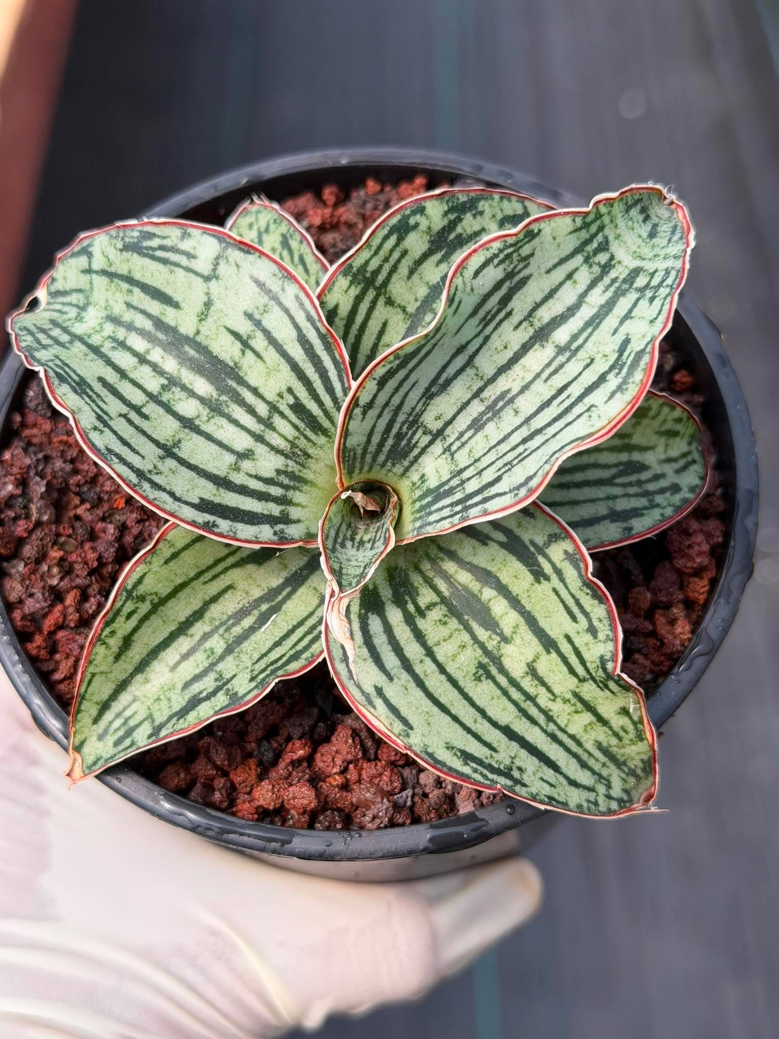 Sansevieria Cleopatra Rare Snake Plant #270 | 5in Pot Easy Care Indoor Houseplant
